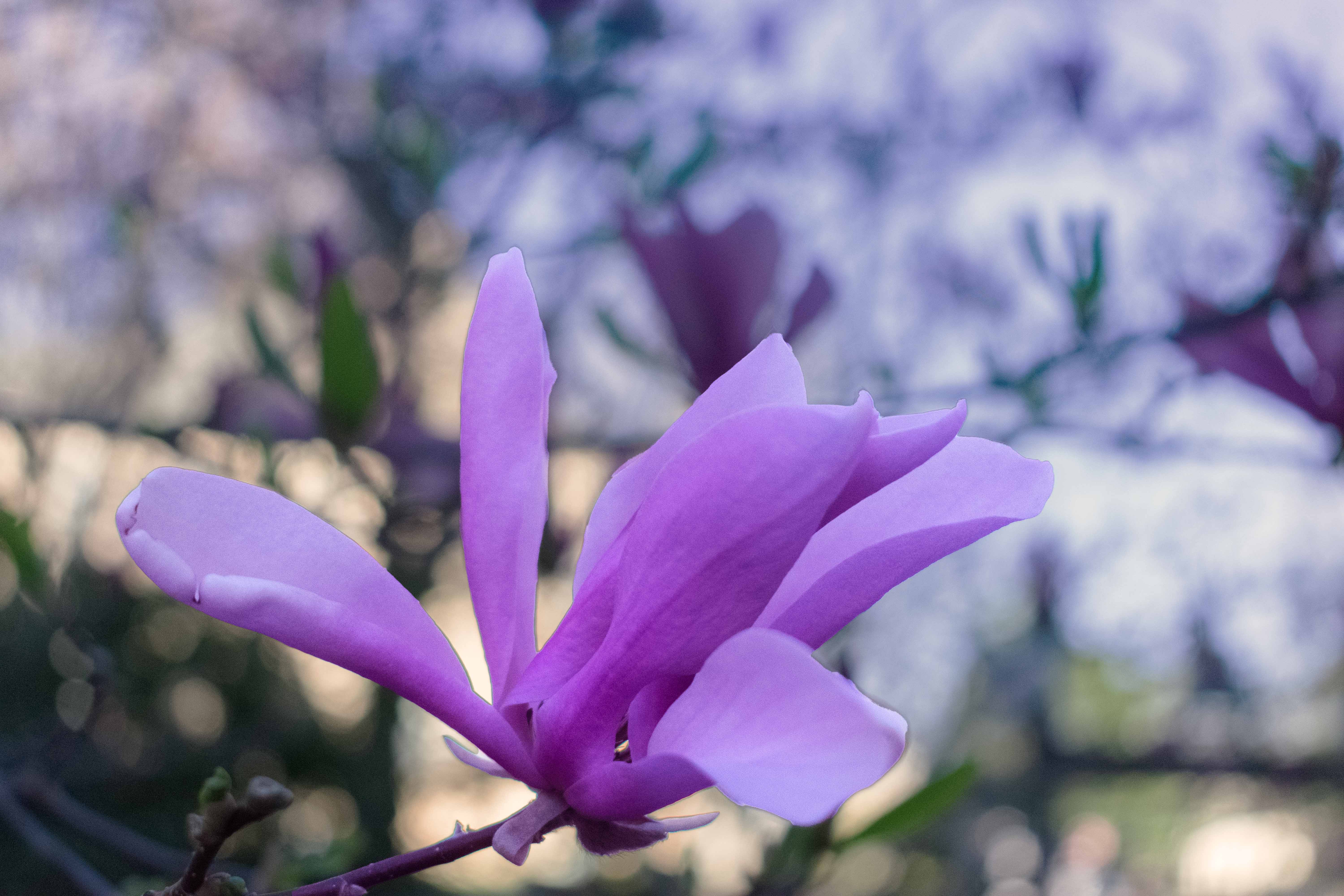 tree flowering in front of Bluemont